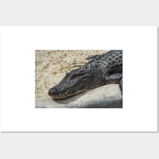 Relaxing Alligator Posters and Art